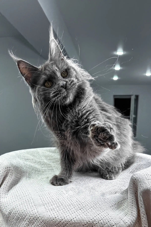 Tayna | maine coon kitten