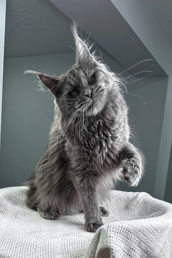 Tayna | maine coon kitten