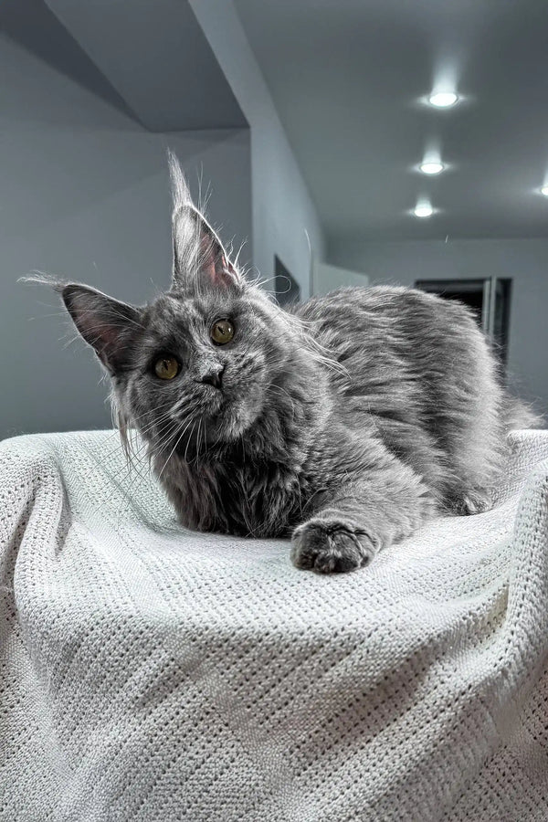 Tayna | maine coon kitten