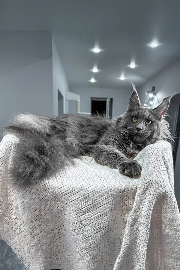Tayna | maine coon kitten