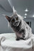 Tayna | maine coon kitten