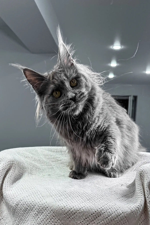 Tayna | maine coon kitten