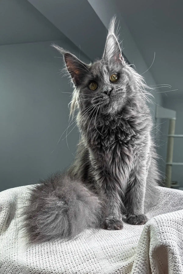 Tayna | maine coon kitten