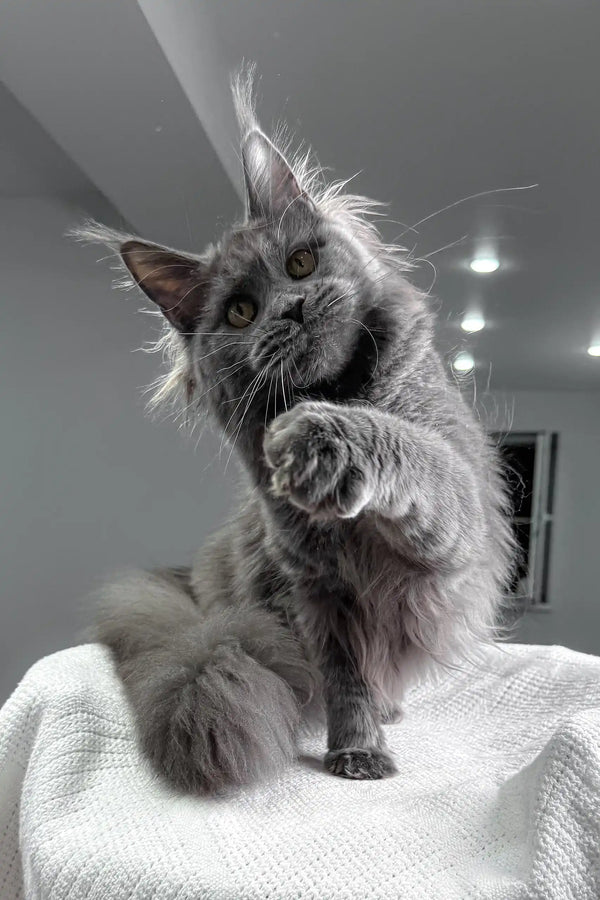 Gray Maine Coon cat with raised paw, showcasing the adorable Tayna kitten