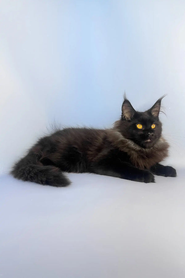 Tayson | maine coon kitten