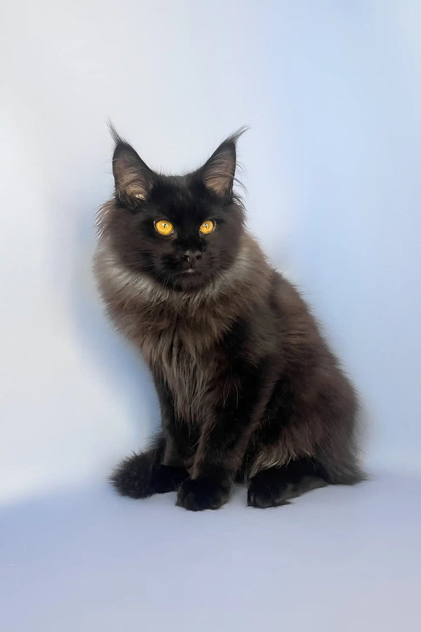 Tayson | maine coon kitten