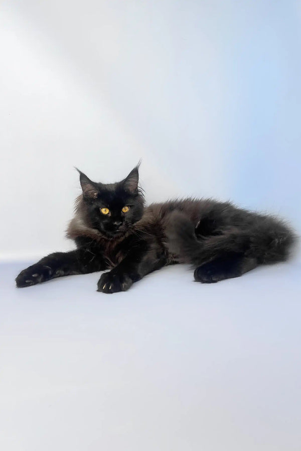 Tayson | maine coon kitten