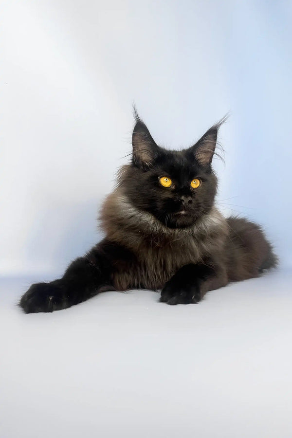 Tayson | maine coon kitten