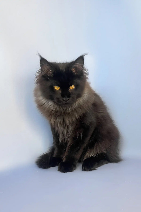 Tayson | maine coon kitten