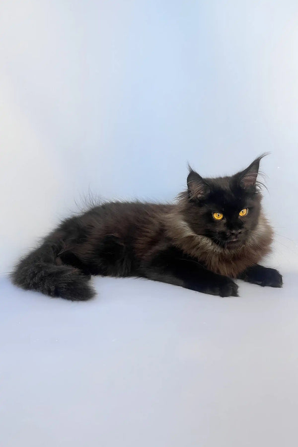 Tayson | maine coon kitten