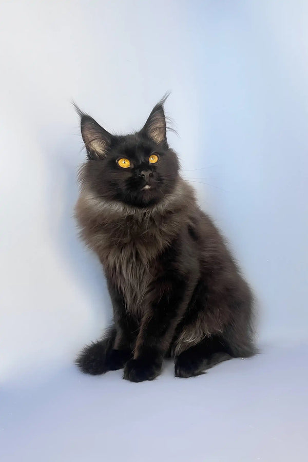 Tayson | maine coon kitten