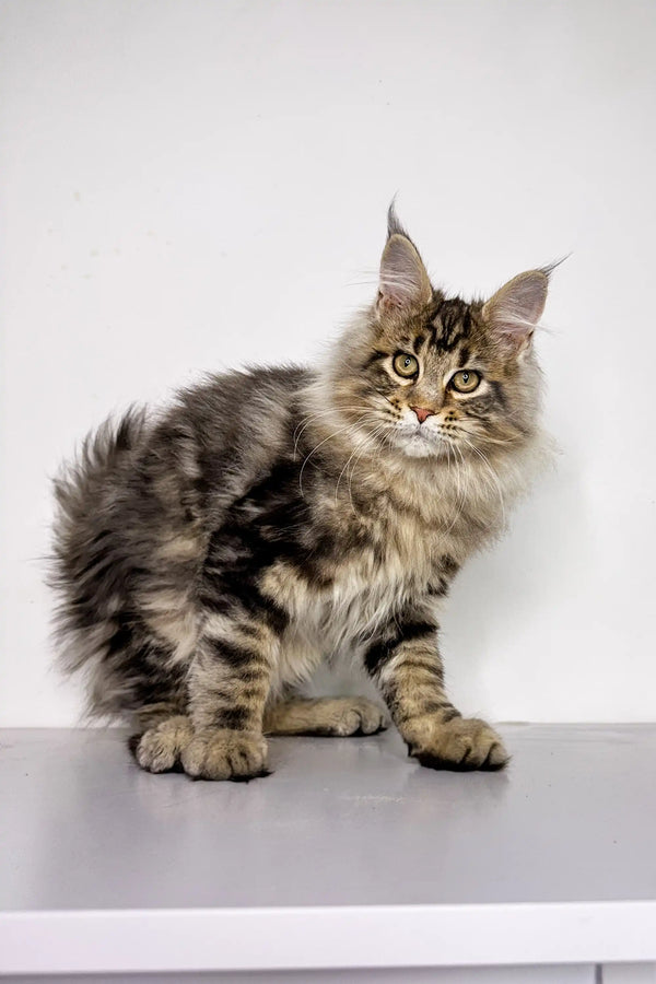 Long-haired Maine Coon kitten with ear tufts and alert expression, perfect for cuddles