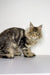 Long-haired tabby Maine Coon kitten with ear tufts and a curious expression