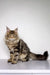 Long-haired tabby Maine Coon kitten with distinctive ear tufts sitting upright