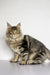 Long-haired tabby Maine Coon kitten with ear tufts sitting upright