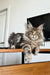 Long-haired tabby Maine Coon kitten lounging on wooden surface, looking adorable