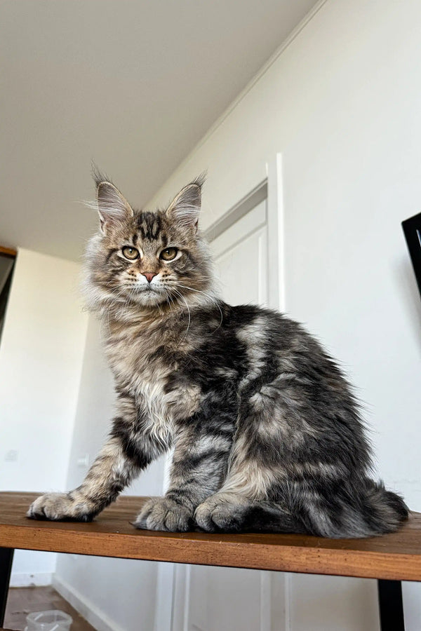 Long-haired tabby Maine Coon kitten Teddy chilling on a rustic wooden surface