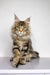 Long-haired Maine Coon kitten with ear tufts sitting upright, perfect for pet lovers