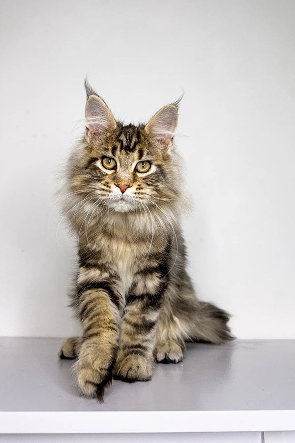 Long-haired Maine Coon kitten with ear tufts sitting upright, perfect for pet lovers