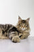 Cuddly Maine Coon kitten with tabby markings and fluffy fur, perfect for any cat lover