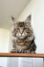 Fluffy Maine Coon kitten named Teddy with green eyes and cute ear tufts