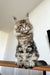 Fluffy Maine Coon kitten with ear tufts sitting upright, perfect for cuddles