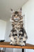 Regal Maine Coon kitten sitting tall, showing off its fluffy fur and charming demeanor