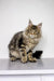 Long-haired Maine Coon kitten with ear tufts sitting upright, truly adorable