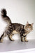 Long-haired tabby Maine Coon kitten Teddy with a fluffy tail standing sideways