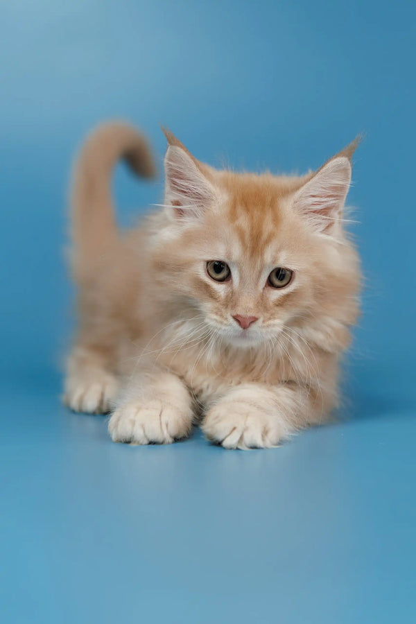 Ginger Maine Coon kitten named Teddy looking adorable and playful