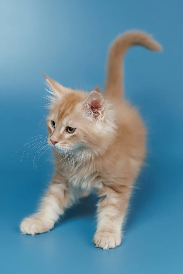 Cute Ginger kitten with fluffy tail from Teddy, the Maine Coon Kitten collection