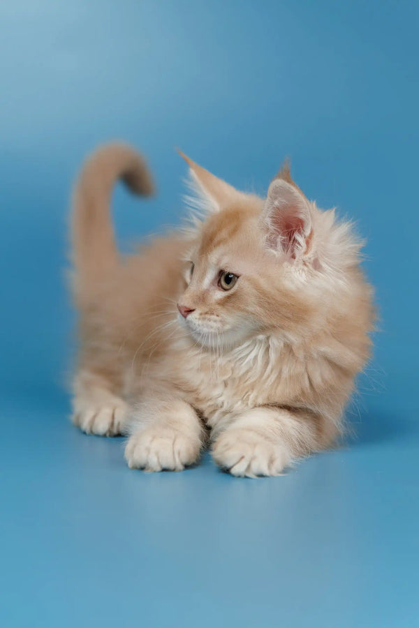 Light orange Maine Coon kitten Teddy with adorable tufted ears