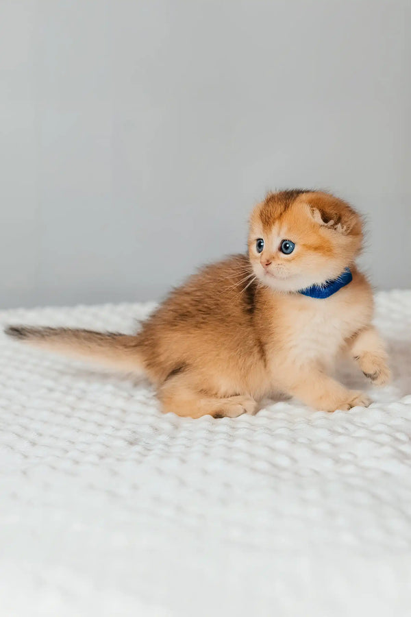 Teddy | scottish fold kitten