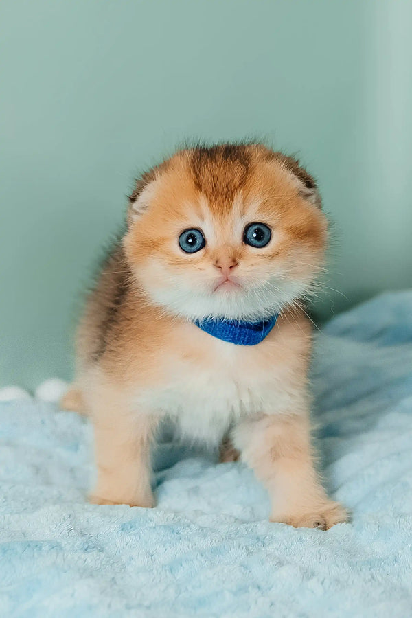 Teddy | scottish fold kitten