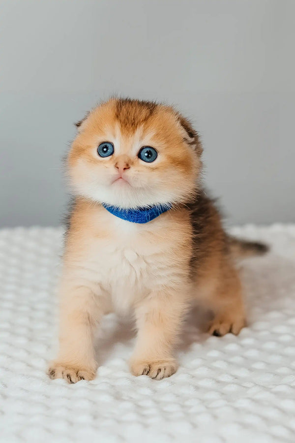 Teddy | scottish fold kitten
