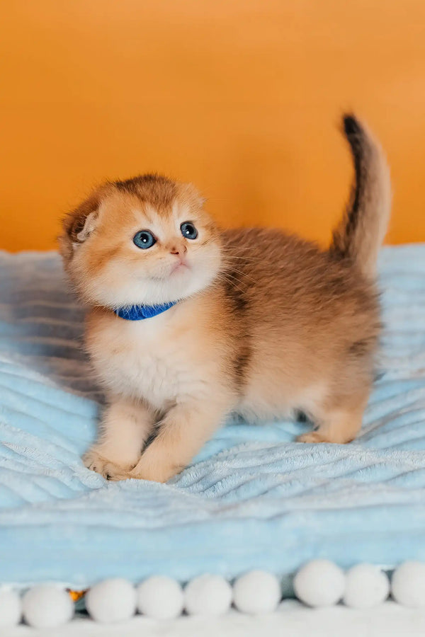 Teddy | scottish fold kitten