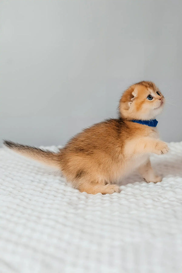 Teddy | scottish fold kitten