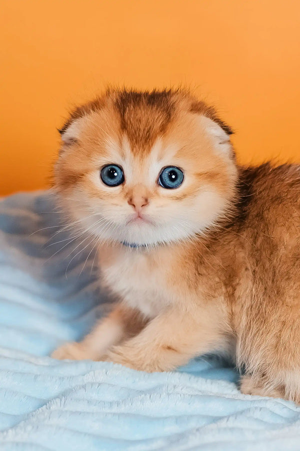 Teddy | scottish fold kitten