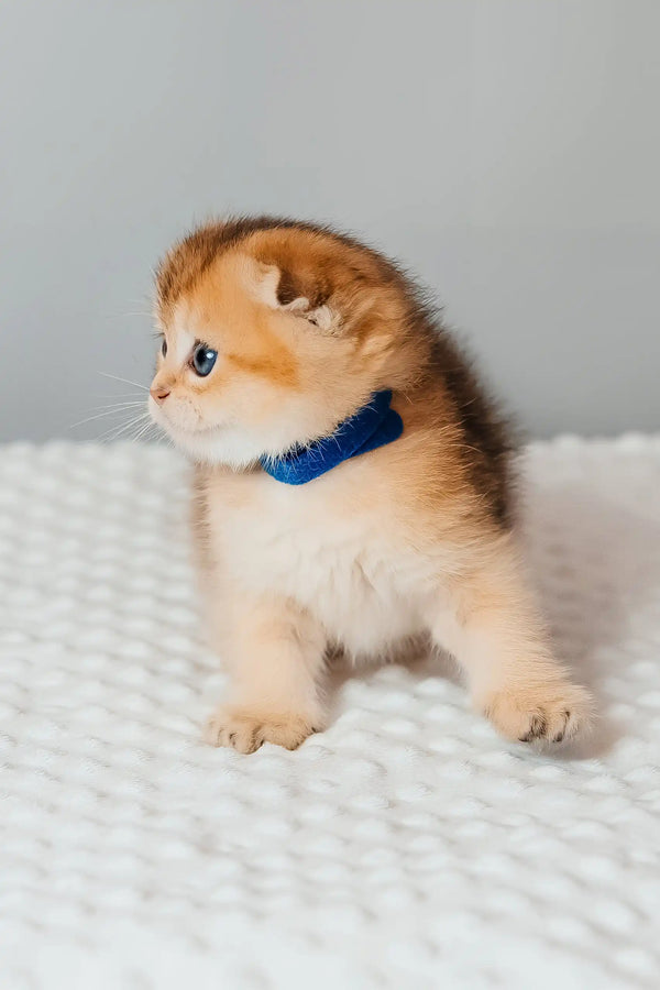 Teddy | scottish fold kitten