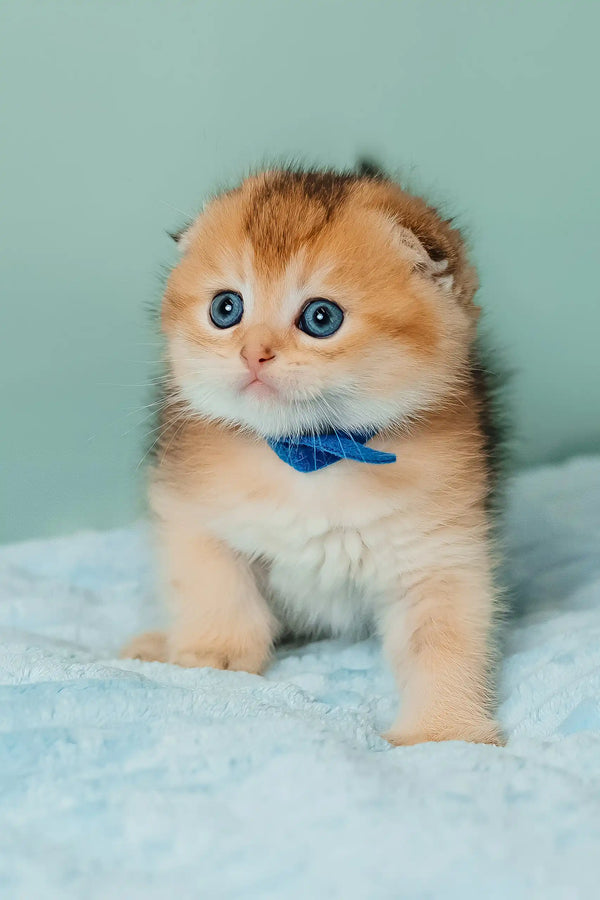 Teddy | scottish fold kitten