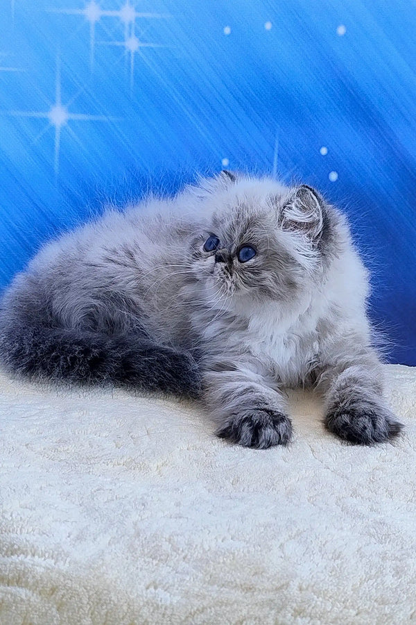 Teffi | persian kitten