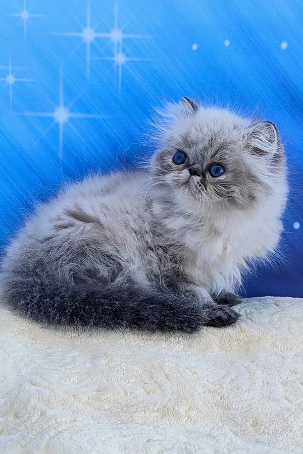 Teffi | persian kitten