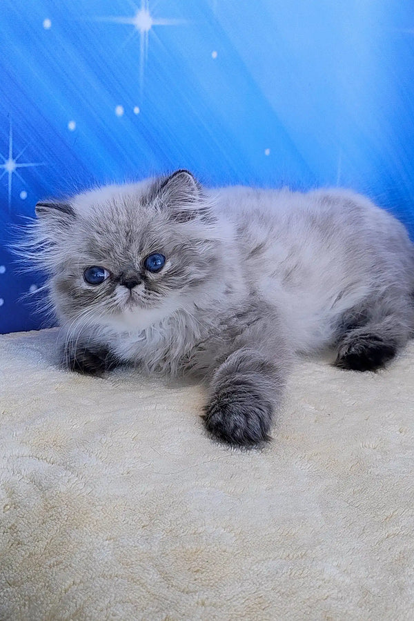 Teffi | persian kitten