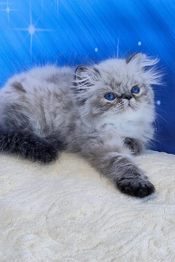 Teffi | persian kitten