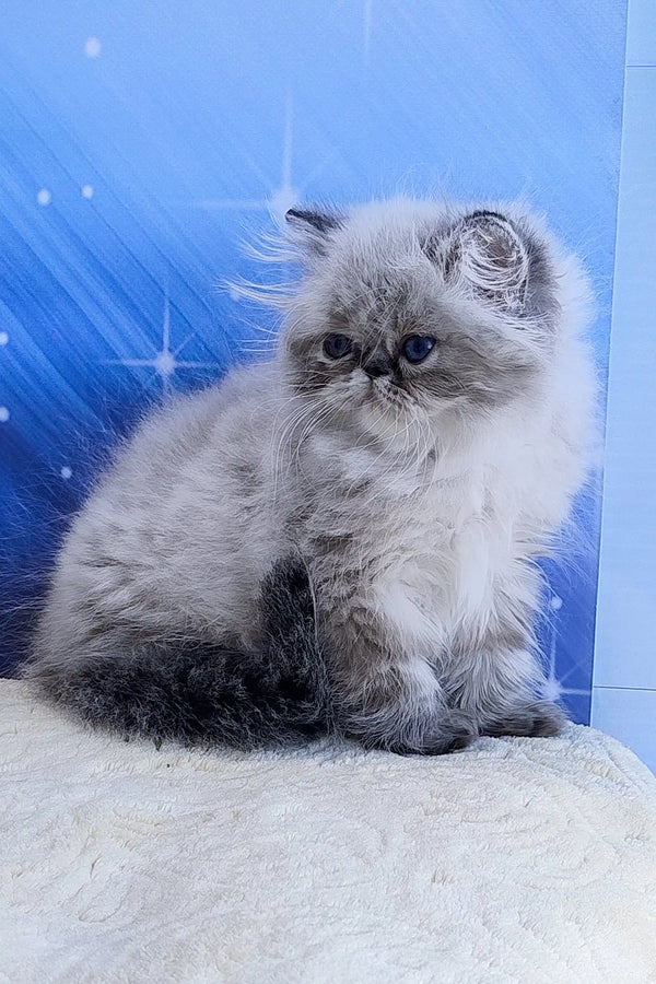 Teffi | persian kitten