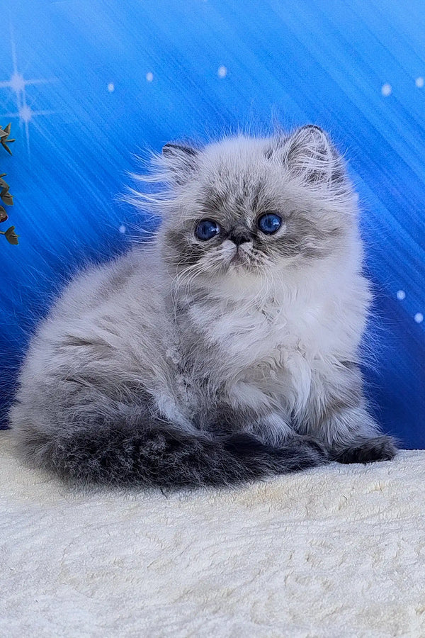 Teffi | persian kitten