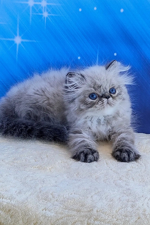 Teffi | persian kitten