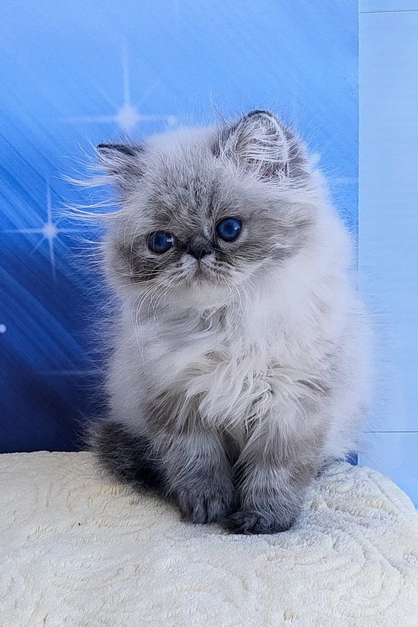 Teffi | persian kitten