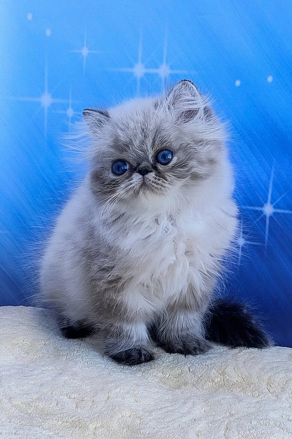 Teffi | persian kitten