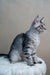 Gray and white tabby Maine Coon kitten sitting upright, looking adorable and playful